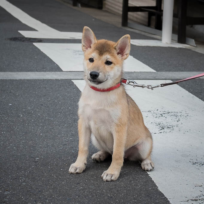 2017-10-31 14-37-54 FUJI0878-2
